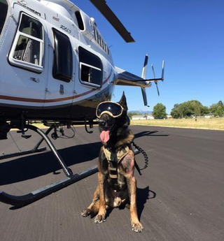 Illustration for article titled Helicopter Dogs